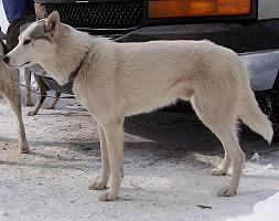 Kaska